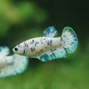 Blue/Green Dalmatian Plakat- Female