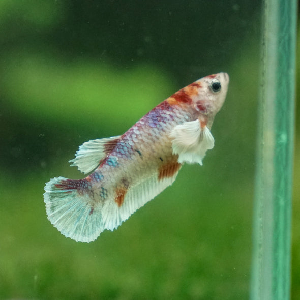 Candy Koi Plakat- Female- 9 Weeks Old