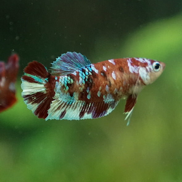 Multicolor/ Galaxy Koi Plakat- Female- 13 Weeks Old