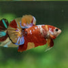 Multicolor/Galaxy Koi Plakat -13 weeks Old