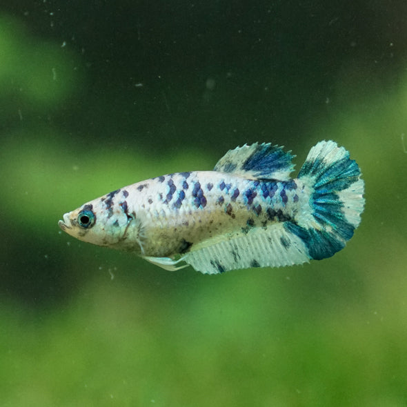 Blue/Green Dalmatian Plakat- Female