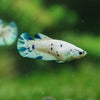 Blue/Green Dalmatian Plakat- Female