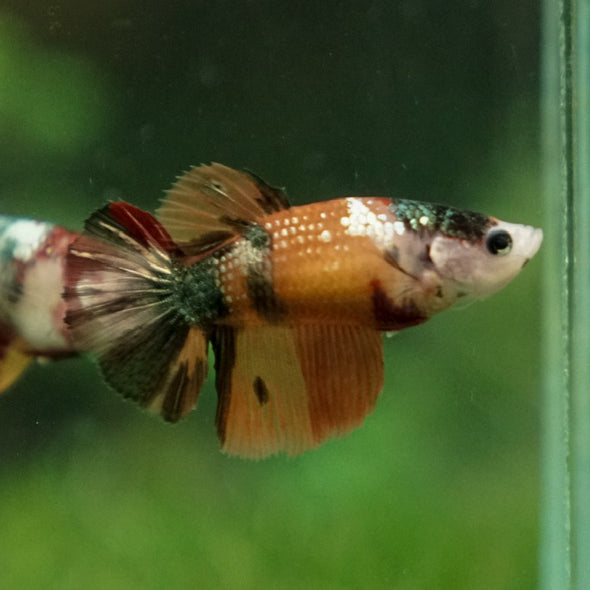 Multicolor/ Galaxy Koi Halfmoon - Female- 14 Weeks Old