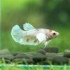 Candy Koi Plakat- Female- 9 Weeks Old