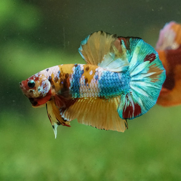 Multicolor/Galaxy Koi Plakat -16 weeks Old