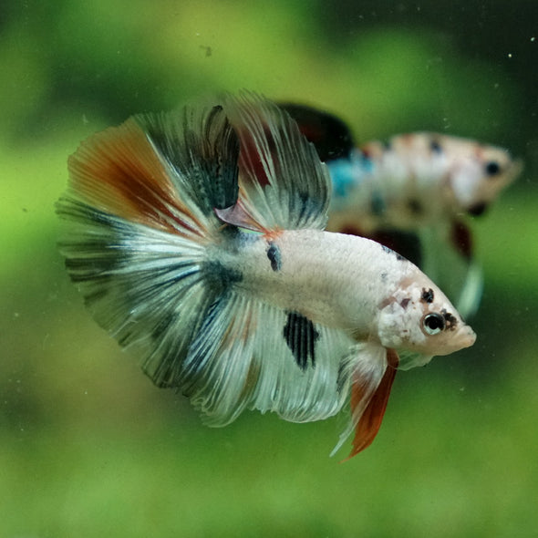 Galaxy Koi Halfmoon - 11 weeks old