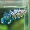 Blue/Green Dalmatian Plakat- Female