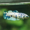 Blue/Green Dalmatian Plakat- Female