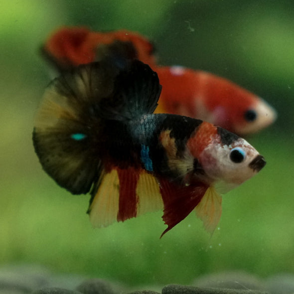 Multicolor/Galaxy Koi Plakat -11 weeks Old