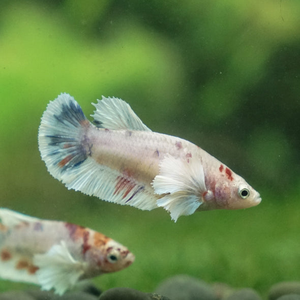 Candy Koi Plakat- Female- 9 Weeks Old