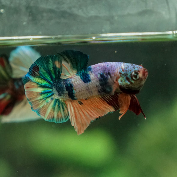 Multicolor/Galaxy Koi Plakat -13 weeks Old