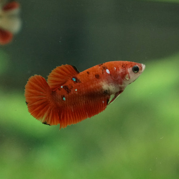 Multicolor/ Galaxy Koi Plakat- Female- 13 Weeks Old