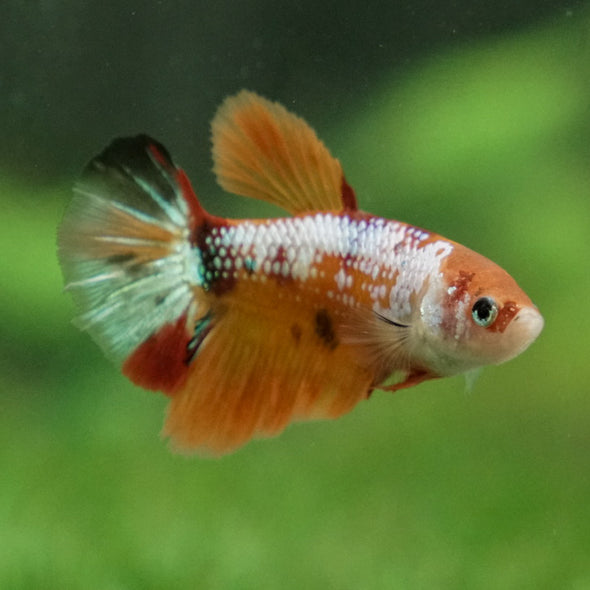 Multicolor/ Galaxy Koi Halfmoon - Female- 13 Weeks Old