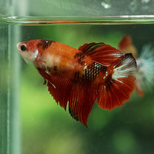 Multicolor/ Galaxy Koi Halfmoon - Female- 13 Weeks Old