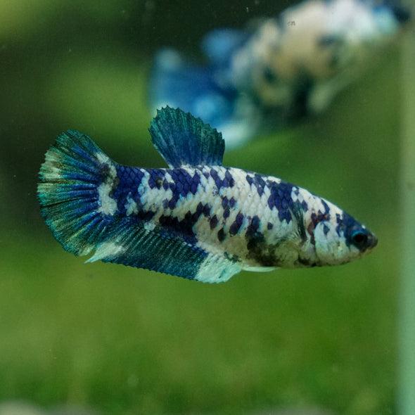 Blue/Green Dalmatian Plakat- Female