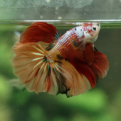 Galaxy Koi Halfmoon - 14 weeks old