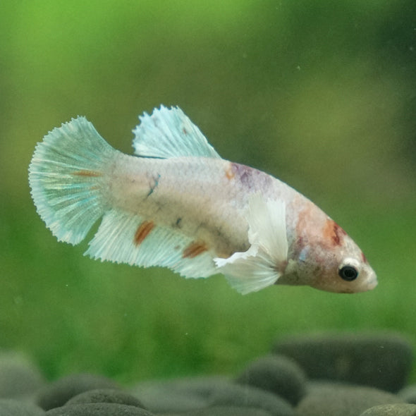 Candy Koi Plakat- Female- 9 Weeks Old