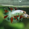 Galaxy Koi Halfmoon - 11 weeks old