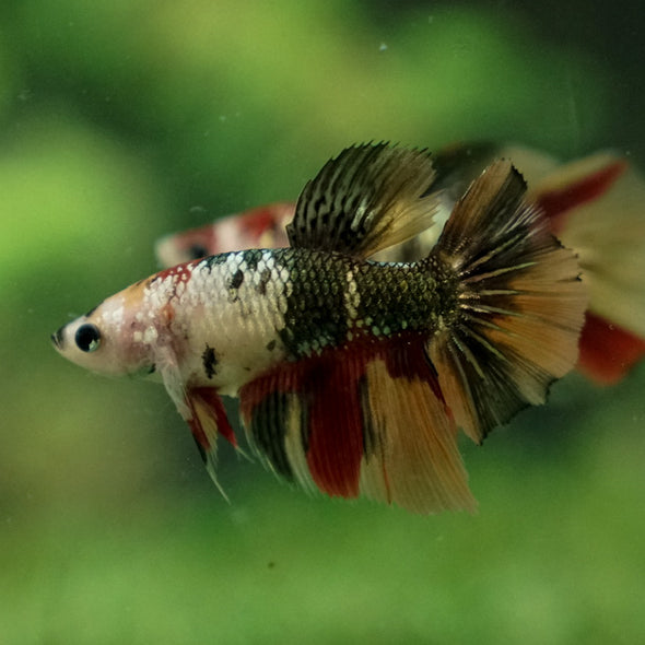 Multicolor/ Galaxy Koi Halfmoon - Female- 14 Weeks Old