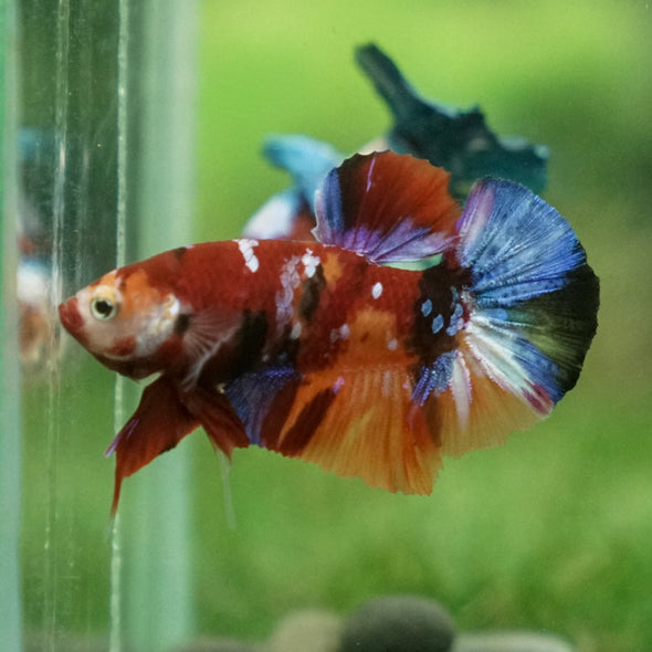 Multicolor/Galaxy Koi Plakat -11 weeks Old