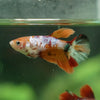 Multicolor/ Galaxy Koi Halfmoon - Female- 13 Weeks Old