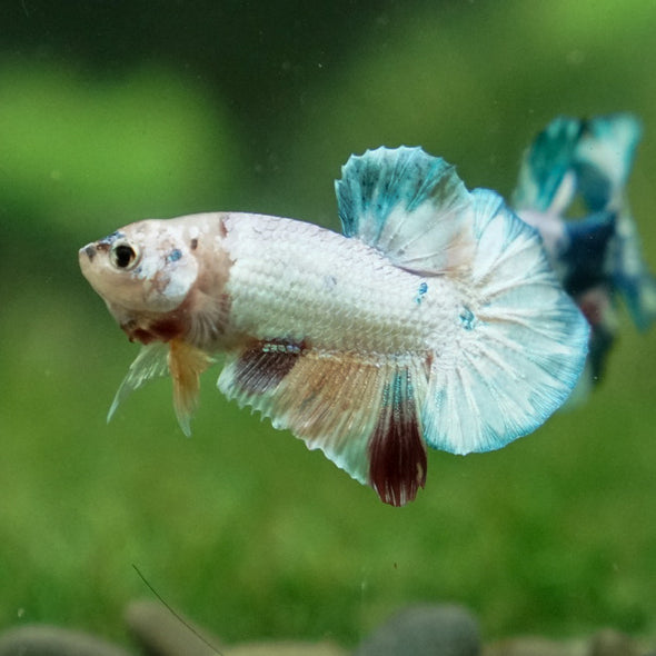 Multicolor/Galaxy Koi Plakat -11 weeks Old