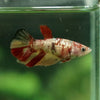 Multicolor/ Galaxy Koi Halfmoon - Female- 14 Weeks Old