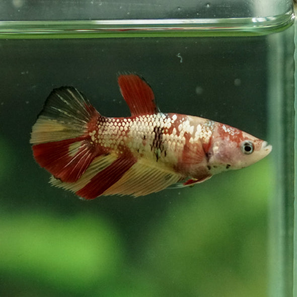 Multicolor/ Galaxy Koi Halfmoon - Female- 14 Weeks Old