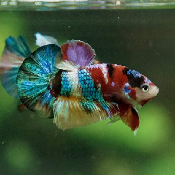 Multicolor/Galaxy Koi Plakat -16 weeks Old