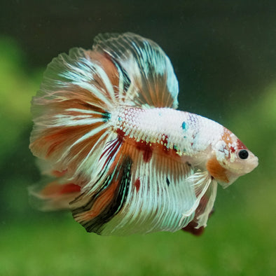 Galaxy Koi Halfmoon - 14 weeks old