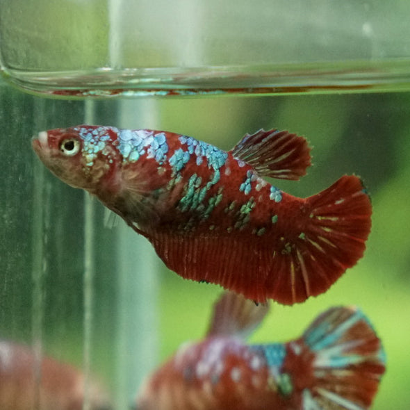 Multicolor/ Galaxy Koi Plakat- Female- 13 Weeks Old