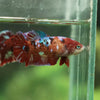 Multicolor/ Galaxy Koi Plakat- Female- 13 Weeks Old