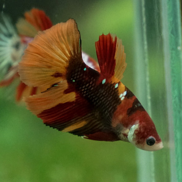 Multicolor/ Galaxy Koi Halfmoon - Female- 13 Weeks Old