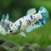 Blue/Green Dalmatian Plakat- Female