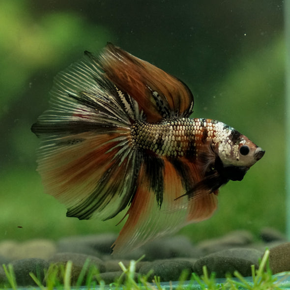 Galaxy Koi Halfmoon - 13 weeks old