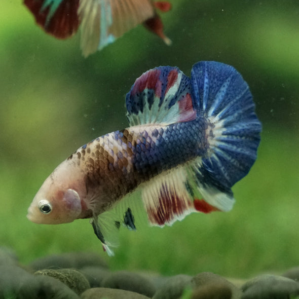 Multicolor/Galaxy Koi Plakat -13 weeks Old