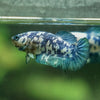 Blue/Green Dalmatian Plakat- Female