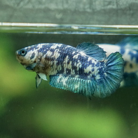 Blue/Green Dalmatian Plakat- Female