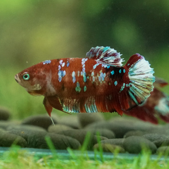 Multicolor/ Galaxy Koi Plakat- Female- 13 Weeks Old