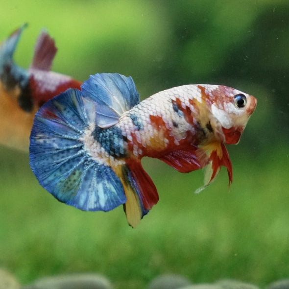 Multicolor/Galaxy Koi Plakat -11 weeks Old