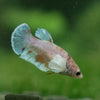 Candy Koi Plakat- Female- 9 Weeks Old