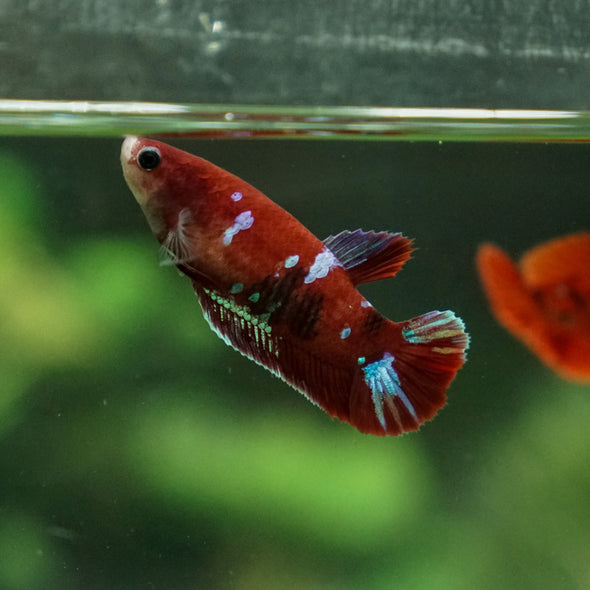 Multicolor/ Galaxy Koi Plakat- Female- 13 Weeks Old