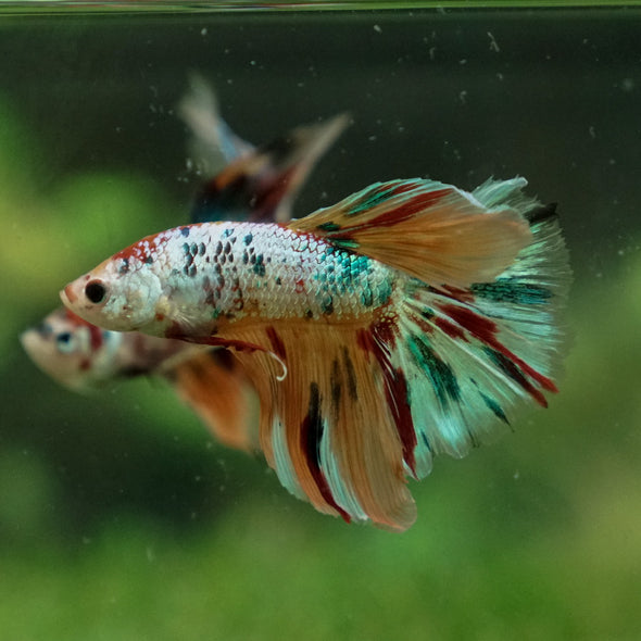 Galaxy Koi Halfmoon - 14 weeks old