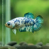 Blue/Green Dalmatian Plakat- Female