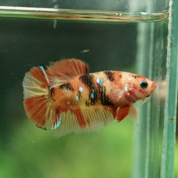 Multicolor/ Galaxy Koi Plakat- Female- 13 Weeks Old