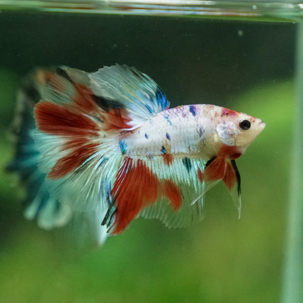 Candy/Galaxy Koi Halfmoon - 11 weeks old