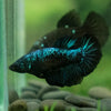 Black Galaxy Koi (Avatar) Halfmoon - Female- 13 Weeks Old