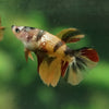 Multicolor/ Galaxy Koi Halfmoon - Female- 14 Weeks Old