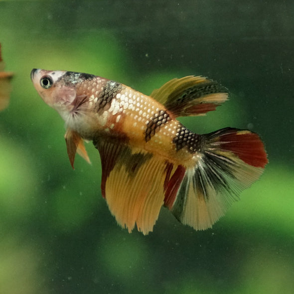 Multicolor/ Galaxy Koi Halfmoon - Female- 14 Weeks Old