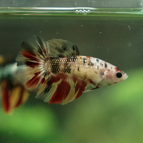 Multicolor/ Galaxy Koi Halfmoon - Female- 14 Weeks Old